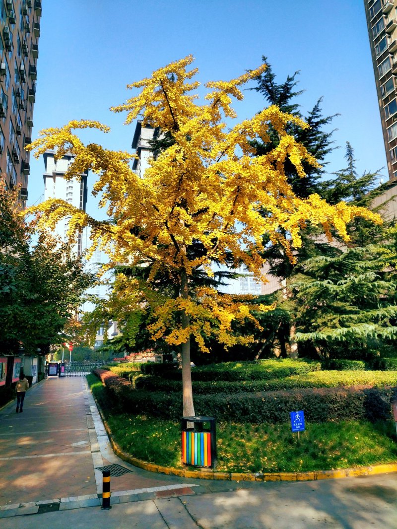 如何高效学习和记忆汉语拼音？
